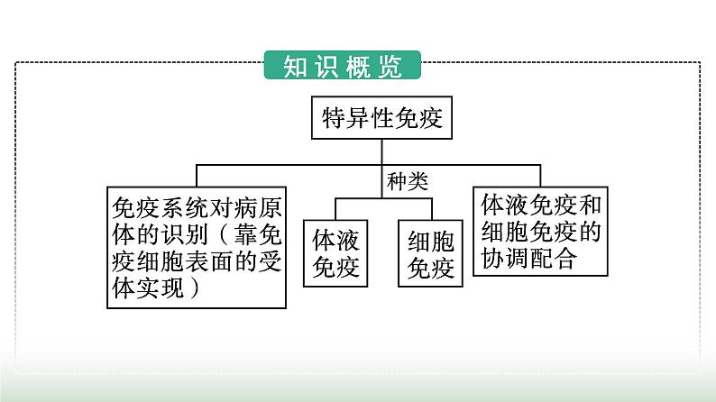 人教版高中生物选择性必修1第4章免疫调节第2节特异性免疫课件第3页