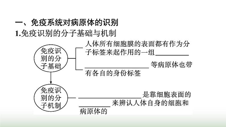 人教版高中生物选择性必修1第4章免疫调节第2节特异性免疫课件第4页