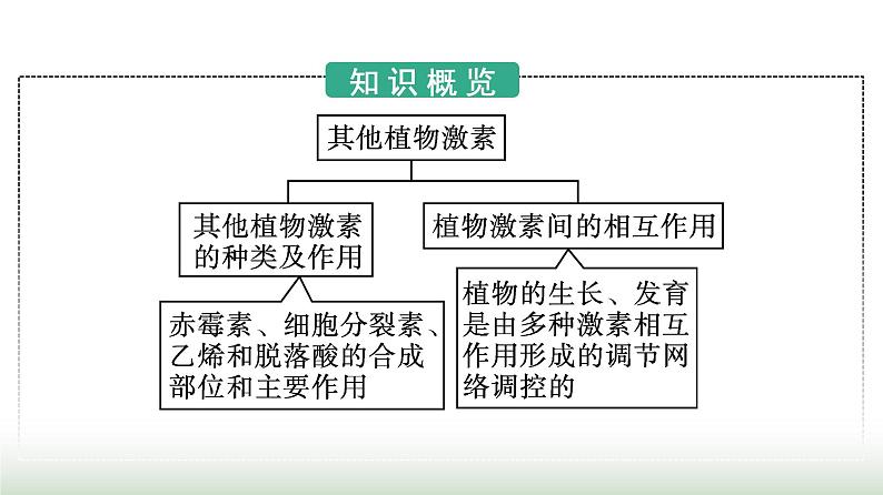 人教版高中生物选择性必修1第5章植物生命活动的调节第2节其他植物激素课件第3页