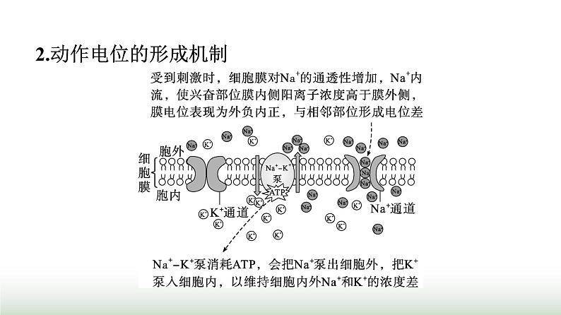 人教版高中生物选择性必修1微专题一膜电位变化曲线图及神经调节相关的实验探究课件03