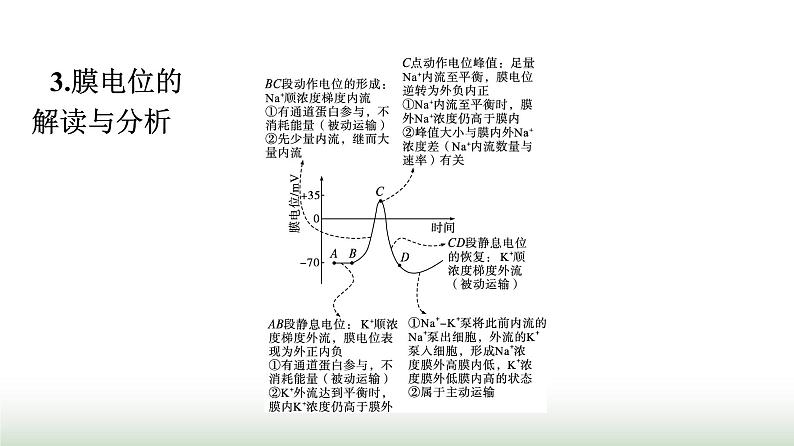 人教版高中生物选择性必修1微专题一膜电位变化曲线图及神经调节相关的实验探究课件04