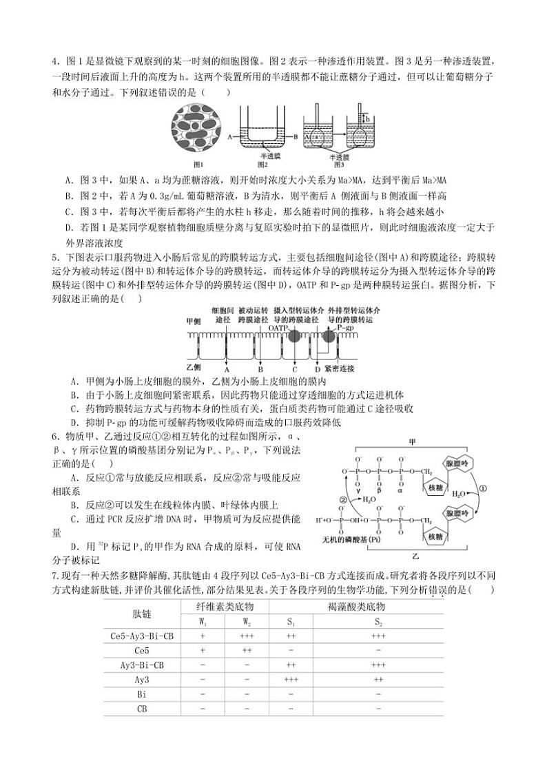 [生物]湖南省长沙市同升湖实验学校2024～2025学年高三上学期第二次月考试题(有答案)第2页