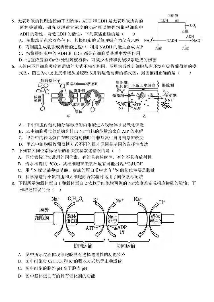 生物丨湖北省沙市中学2025届高三9月月考生物试卷及答案第2页
