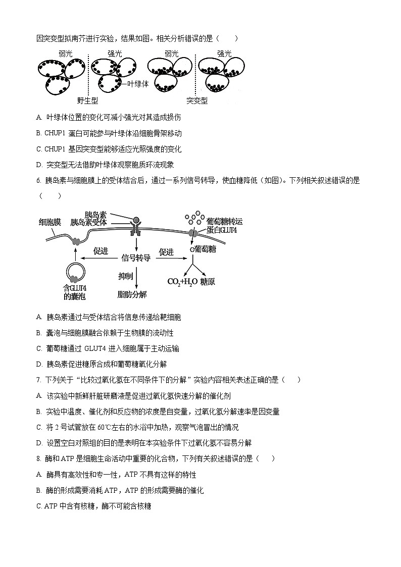 湖南省长沙市周南教育集团2024-2025学年高三上学期10月月考生物试题（原卷版）第2页