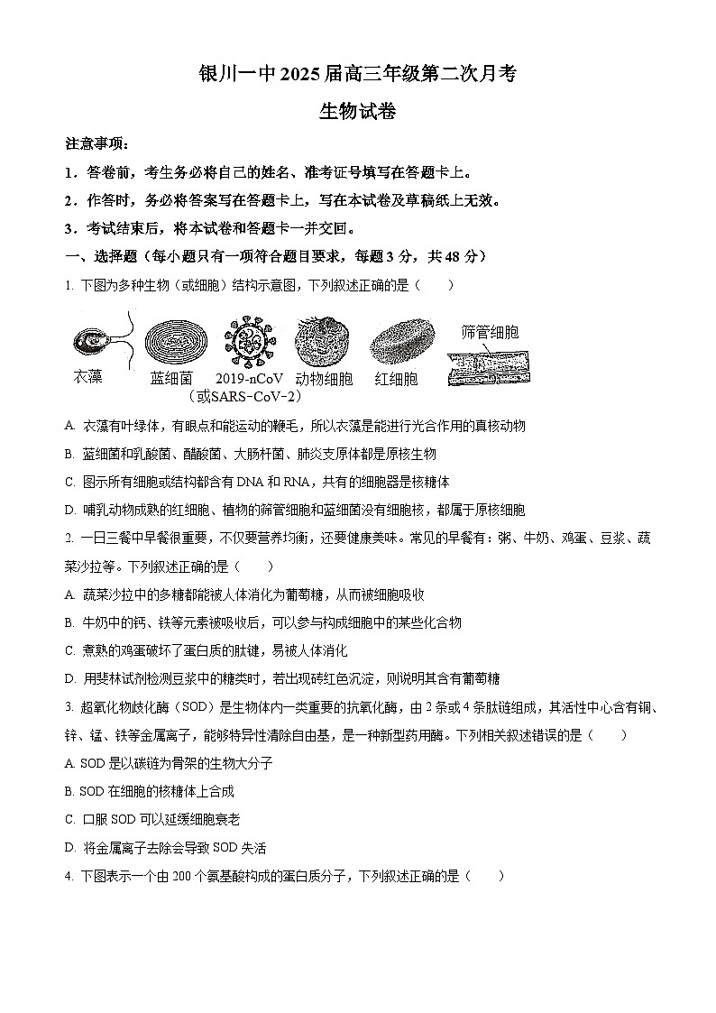 2025届银川高三第二次月考试卷+生物（含答案）01