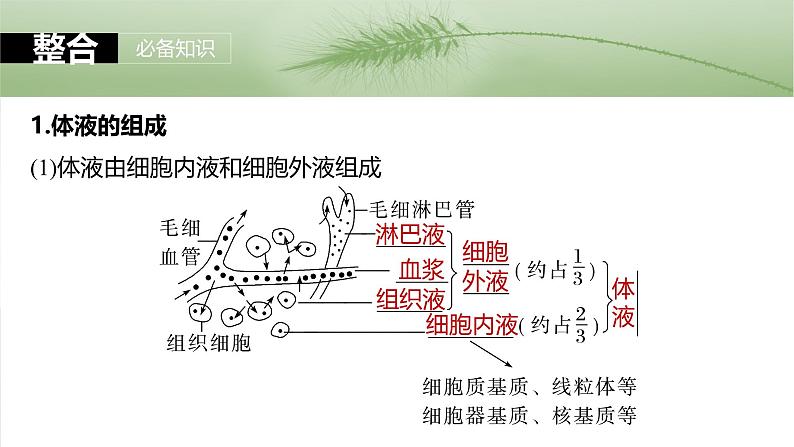 2025届高三一轮复习生物：人体的内环境与稳态课件第5页