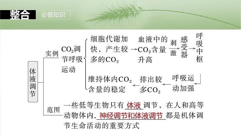 2025届高三一轮复习生物：体液调节与神经调节的关系课件第6页