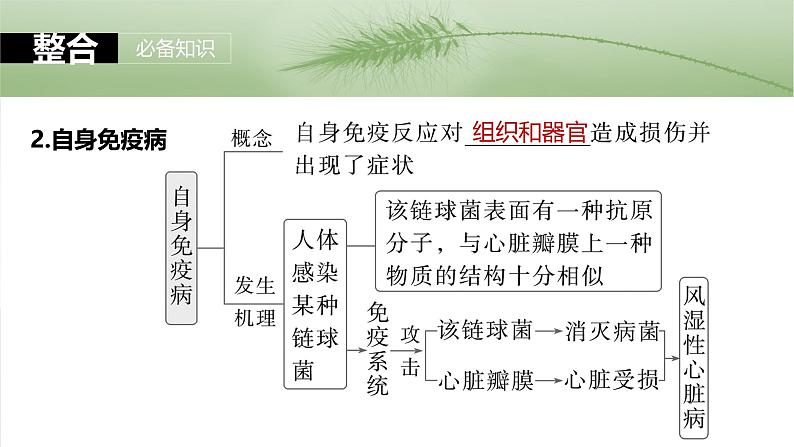 2025届高三一轮复习生物：免疫失调及免疫学的应用课件第7页