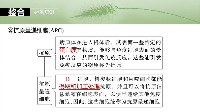 2025届高三一轮复习生物：免疫系统的组成、功能及特异性免疫课件第8页