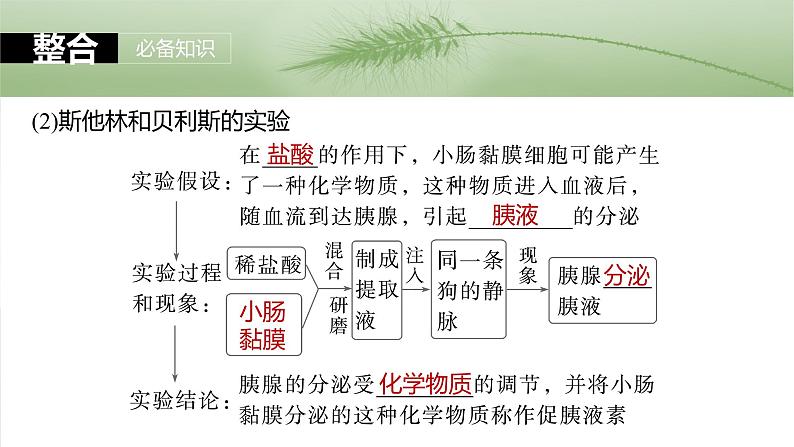 2025届高三一轮复习生物：激素与内分泌调节及激素调节的过程课件第7页