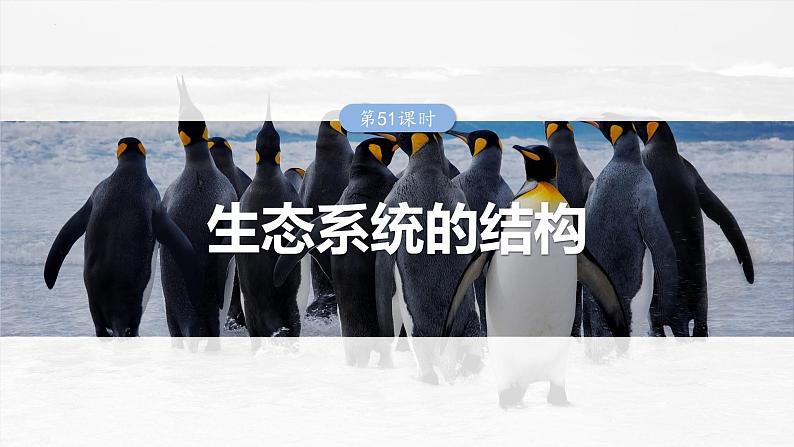 2025届高三一轮复习生物：生态系统的结构课件第1页