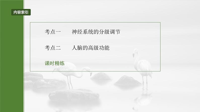 2025届高三一轮复习生物：神经系统的分级调节及人脑的高级功能课件第3页