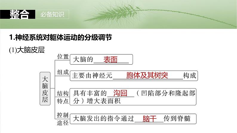 2025届高三一轮复习生物：神经系统的分级调节及人脑的高级功能课件第5页