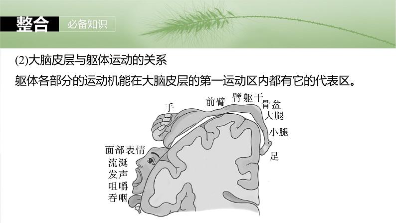 2025届高三一轮复习生物：神经系统的分级调节及人脑的高级功能课件第6页