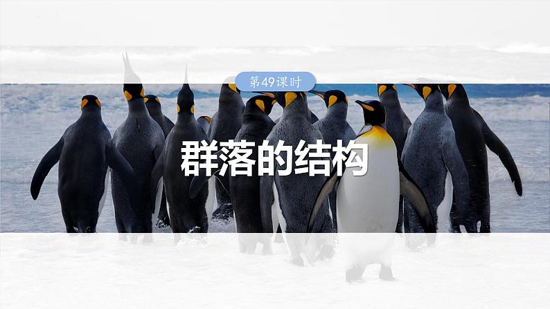 2025届高三一轮复习生物：群落的结构课件第1页