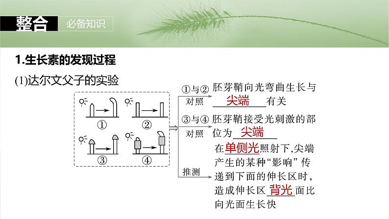 2025届高三生物一轮复习课件　第44课时　植物生长素05