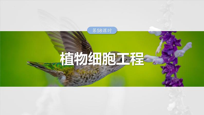 2025届高三生物一轮复习课件第十单元　第58课时　植物细胞工程01