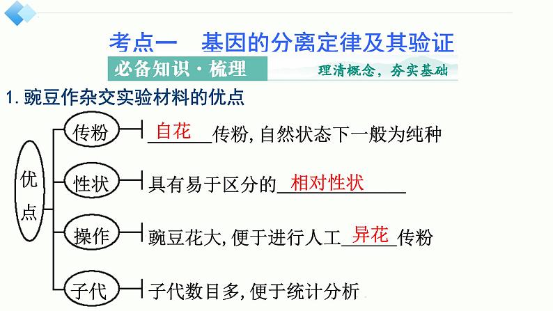 2025届高三生物一轮复习课件第16讲　分离定律的发现及应用第3页