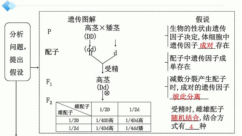 2025届高三生物一轮复习课件第16讲　分离定律的发现及应用第7页