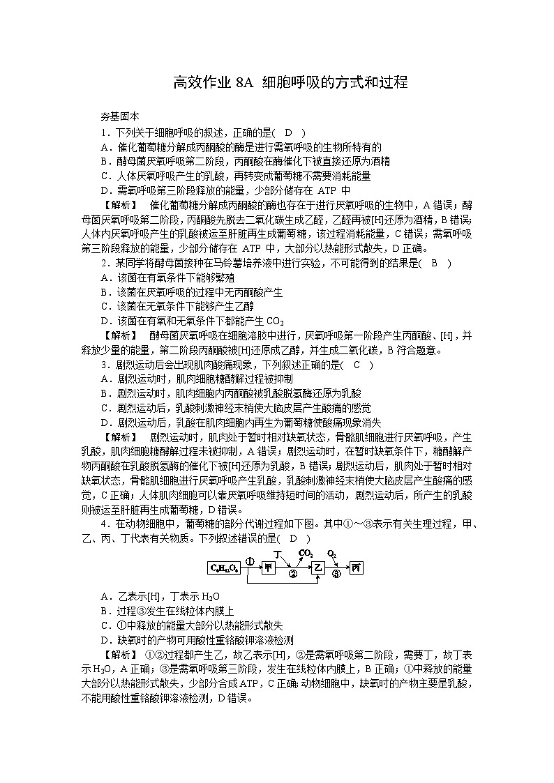 2025届高三二轮复习生物：高效作业8A 细胞呼吸的方式和过程第1页