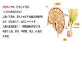 3.1激素与内分泌系统（第二课时）课件2024-2025学年高二上学期生物人教版选择性必修一