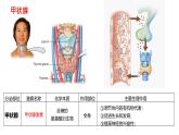 3.1激素与内分泌系统（第二课时）课件2024-2025学年高二上学期生物人教版选择性必修一