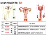 3.1激素与内分泌系统（第二课时）课件2024-2025学年高二上学期生物人教版选择性必修一