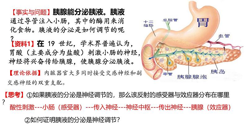 3.1激素与内分泌系统（第一课时）课件2024-2025学年高二上学期生物人教版选择性必修一第3页