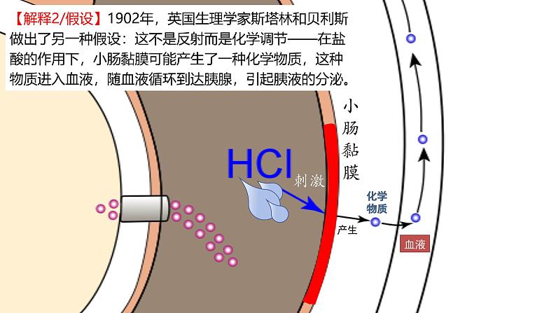 3.1激素与内分泌系统（第一课时）课件2024-2025学年高二上学期生物人教版选择性必修一第7页