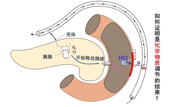 3.1激素与内分泌系统（第一课时）课件2024-2025学年高二上学期生物人教版选择性必修一第8页