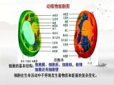 3.2细胞器之间的分工合作课件-2024-2025学年高一上学期生物人教版必修1