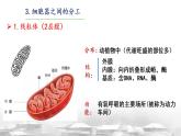 3.2细胞器之间的分工合作课件-2024-2025学年高一上学期生物人教版必修1