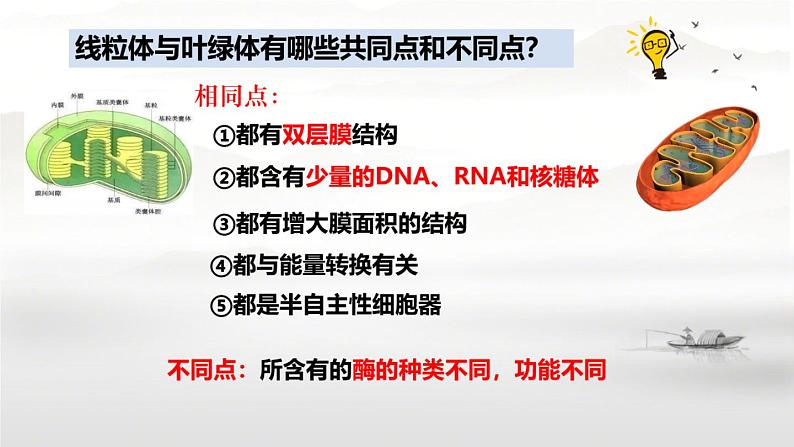 3.2细胞器之间的分工合作课件-2024-2025学年高一上学期生物人教版必修1第7页