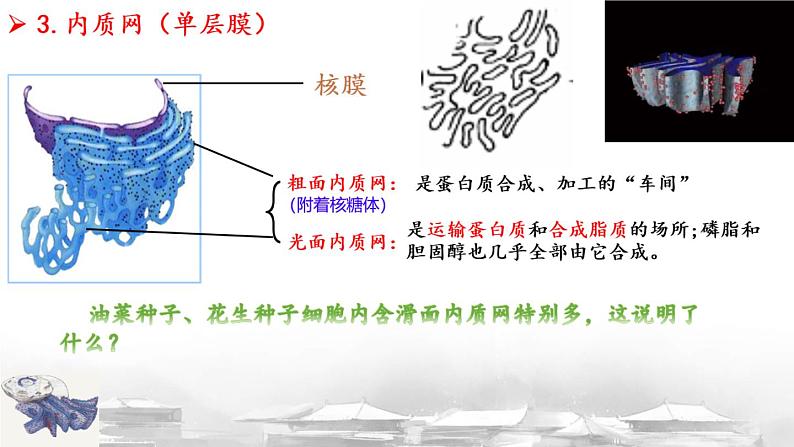 3.2细胞器之间的分工合作课件-2024-2025学年高一上学期生物人教版必修1第8页