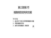 3.3细胞核的结构和功能课件-2024-2025学年高一上学期生物人教版必修1