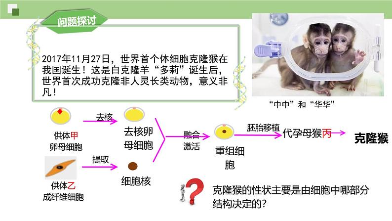 3.3细胞核的结构和功能课件-2024-2025学年高一上学期生物人教版必修102