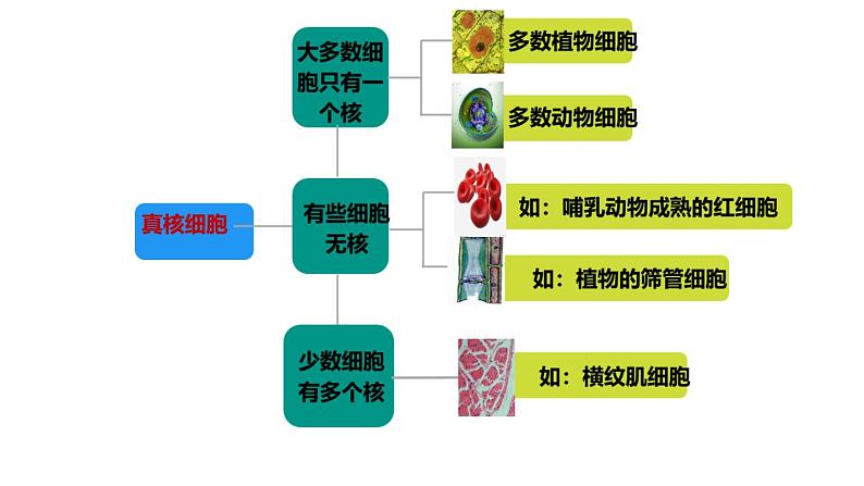 3.3细胞核的结构和功能课件-2024-2025学年高一上学期生物人教版必修103