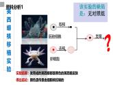 3.3细胞核的结构和功能课件-2024-2025学年高一上学期生物人教版必修1
