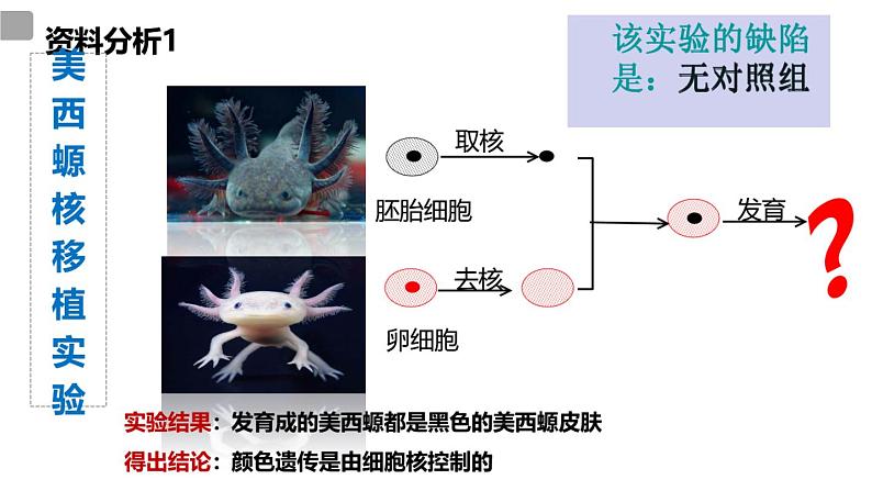 3.3细胞核的结构和功能课件-2024-2025学年高一上学期生物人教版必修104