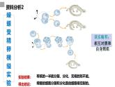 3.3细胞核的结构和功能课件-2024-2025学年高一上学期生物人教版必修1