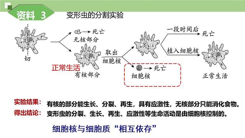 3.3细胞核的结构和功能课件-2024-2025学年高一上学期生物人教版必修106