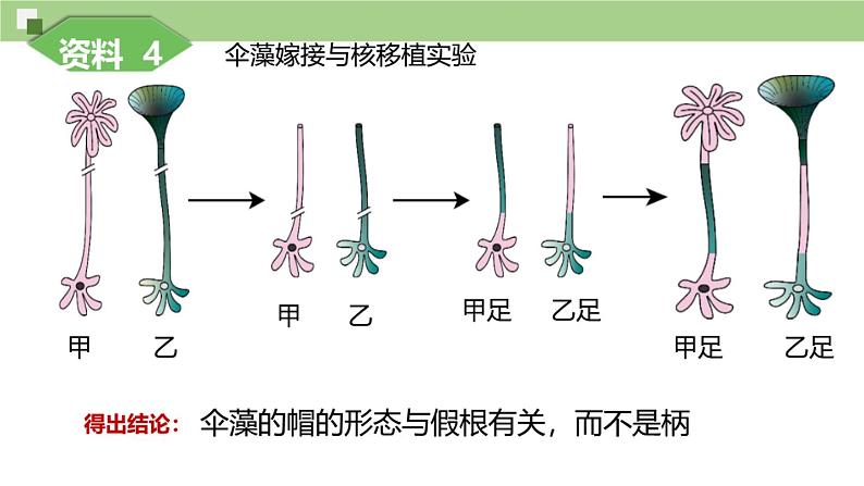 3.3细胞核的结构和功能课件-2024-2025学年高一上学期生物人教版必修107