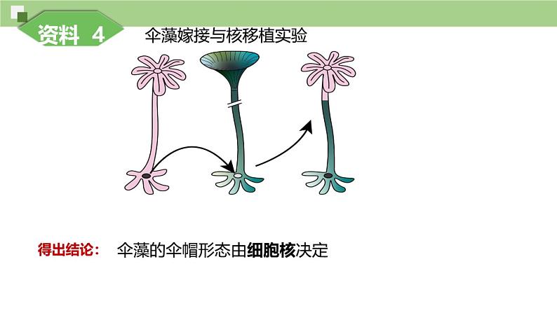 3.3细胞核的结构和功能课件-2024-2025学年高一上学期生物人教版必修108