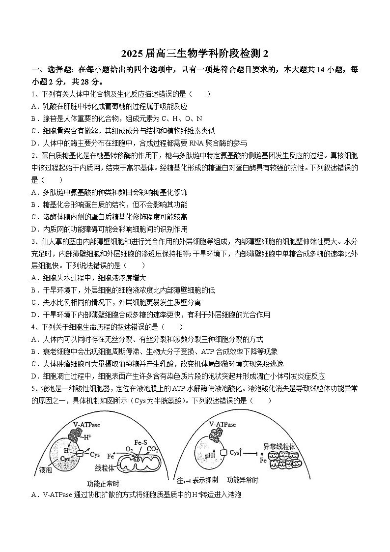 江苏省盐城市射阳县江苏省射阳中学2024-2025学年高三上学期10月月考生物试题第1页