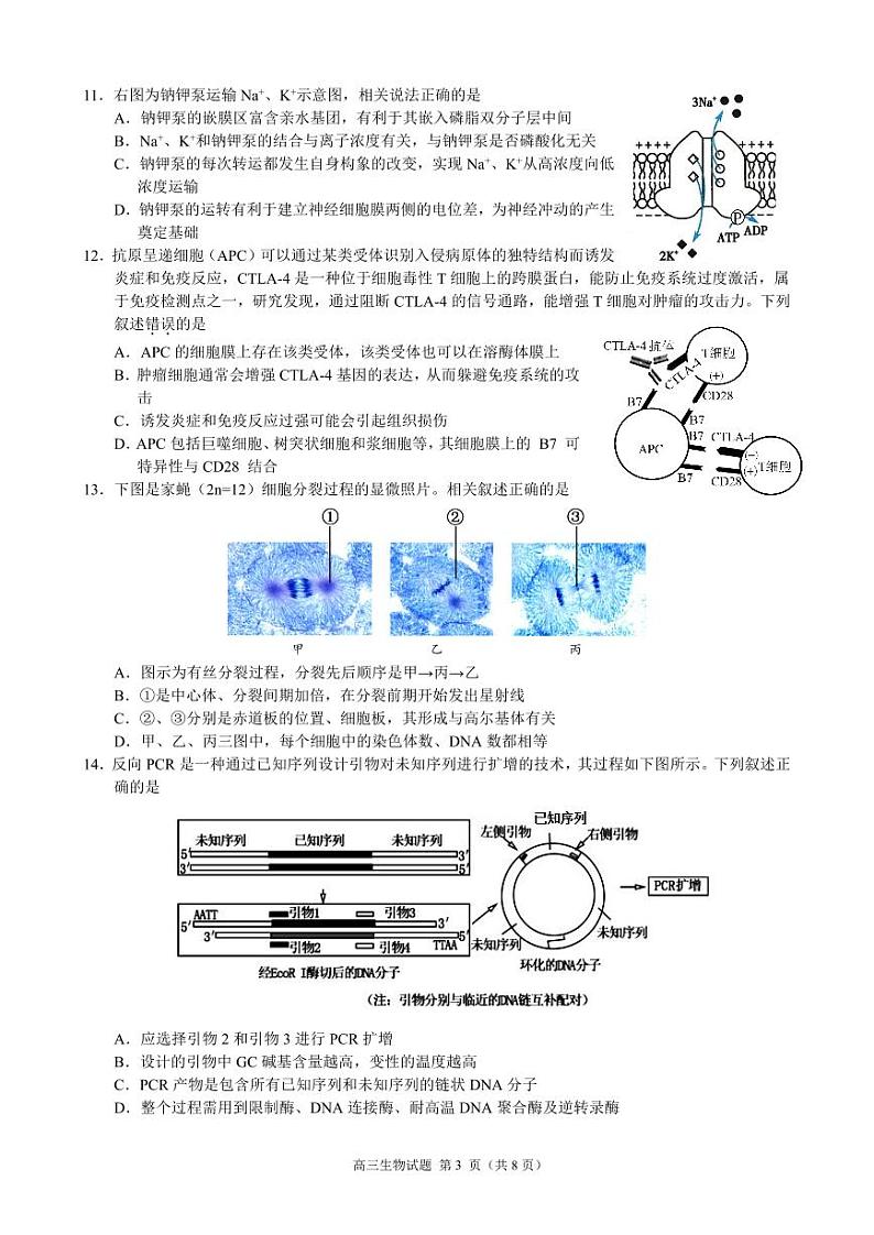 江浙皖高中（县中）发展共同体2024-2025学年高三上学期10月联考生物试卷（江皖卷）第3页