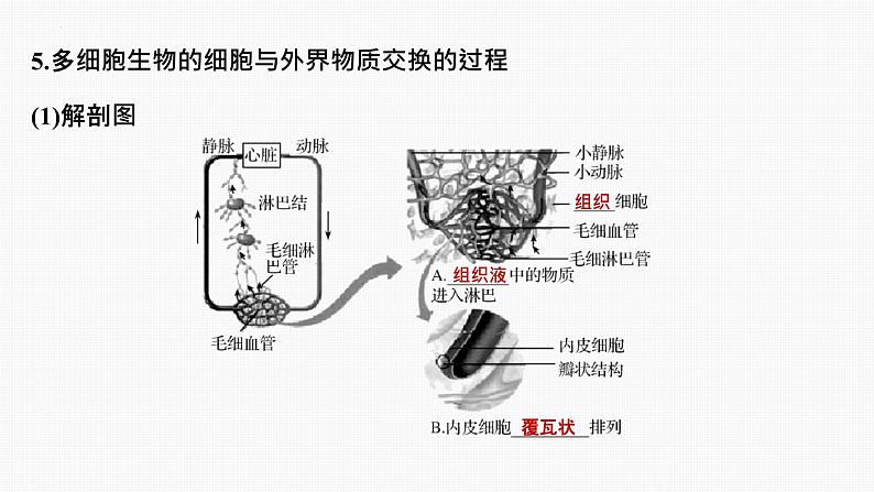 专题01 内环境与稳态（串讲课件）-2024-2025学年高二生物上学期期中考点大串讲（浙科版2019必修1）06