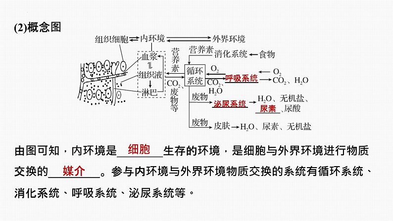 专题01 内环境与稳态（串讲课件）-2024-2025学年高二生物上学期期中考点大串讲（浙科版2019必修1）07