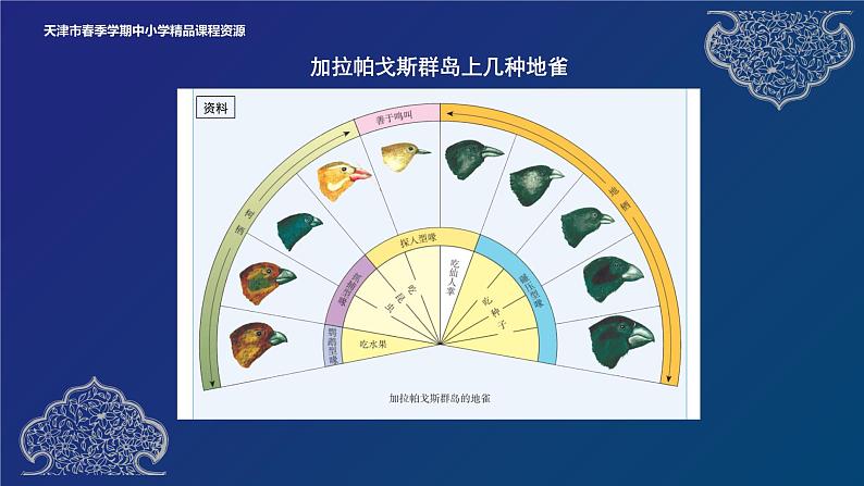 2024-2025学年高一生物教学课件 物种的形成、协同进化与生物多样性的形成06