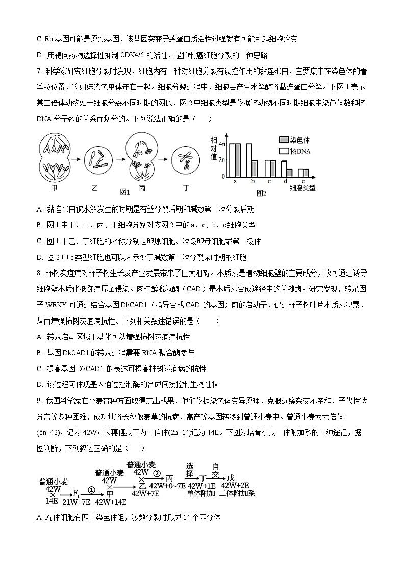湖南省长沙市师大附中2025届高三上学期第二次月考生物试题（Word版附解析）03