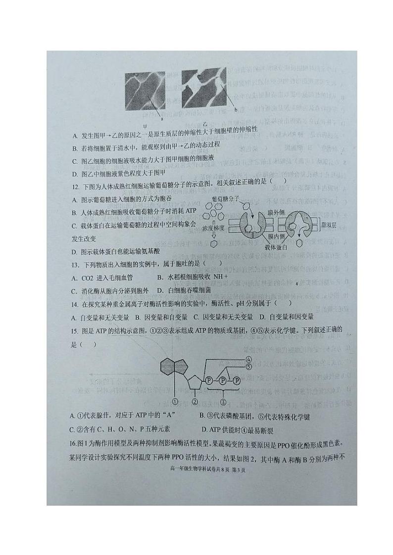 辽宁省大连市2023_2024学年高一生物上学期12月学情反馈试题pdf第3页